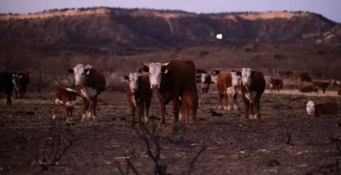 Cattle stand in the burn scar from the Smokehouse Creek fire on March 3 in Hemphill County. Credit: Justin Rex for The Texas Tribune